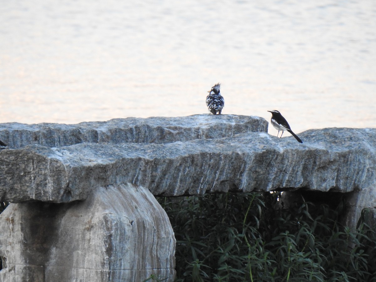 Pied Kingfisher - ML383540571