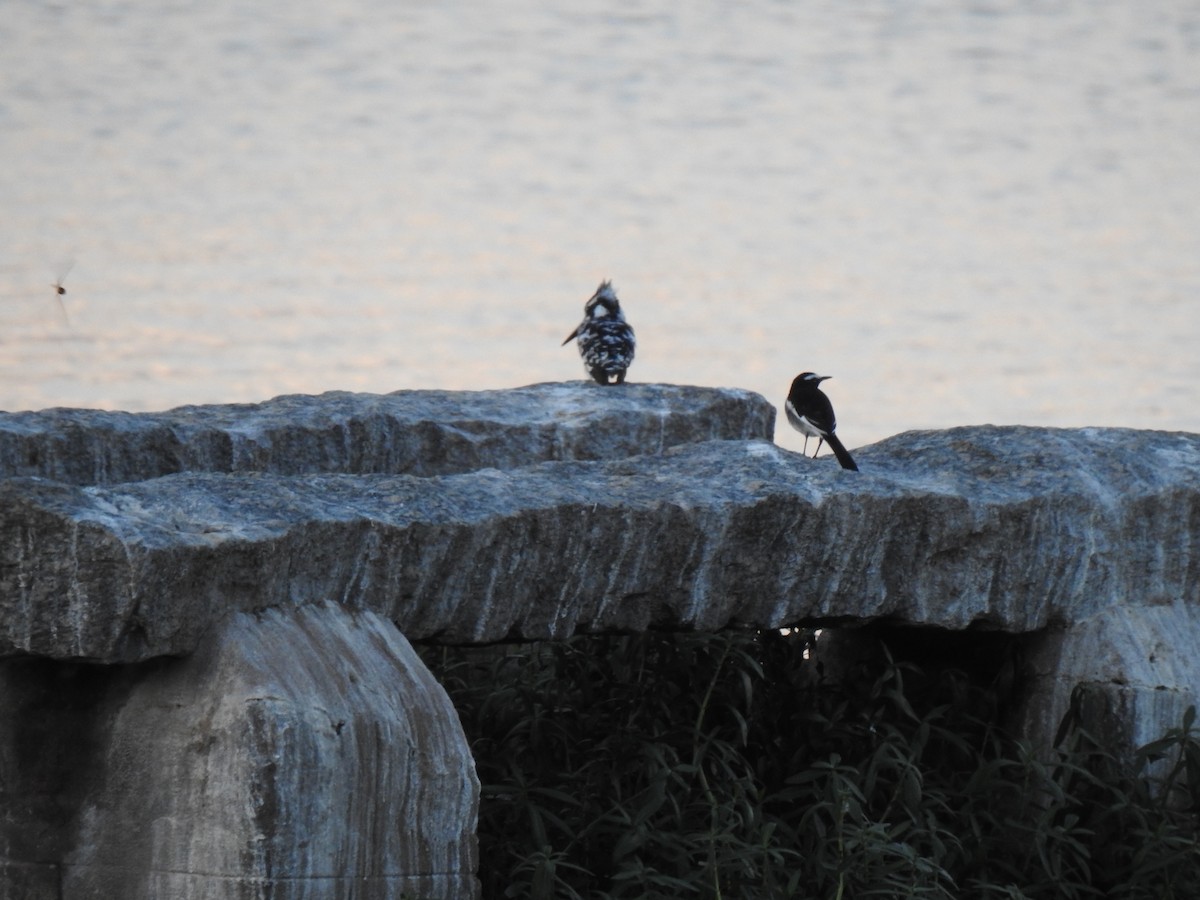 White-browed Wagtail - ML383540621