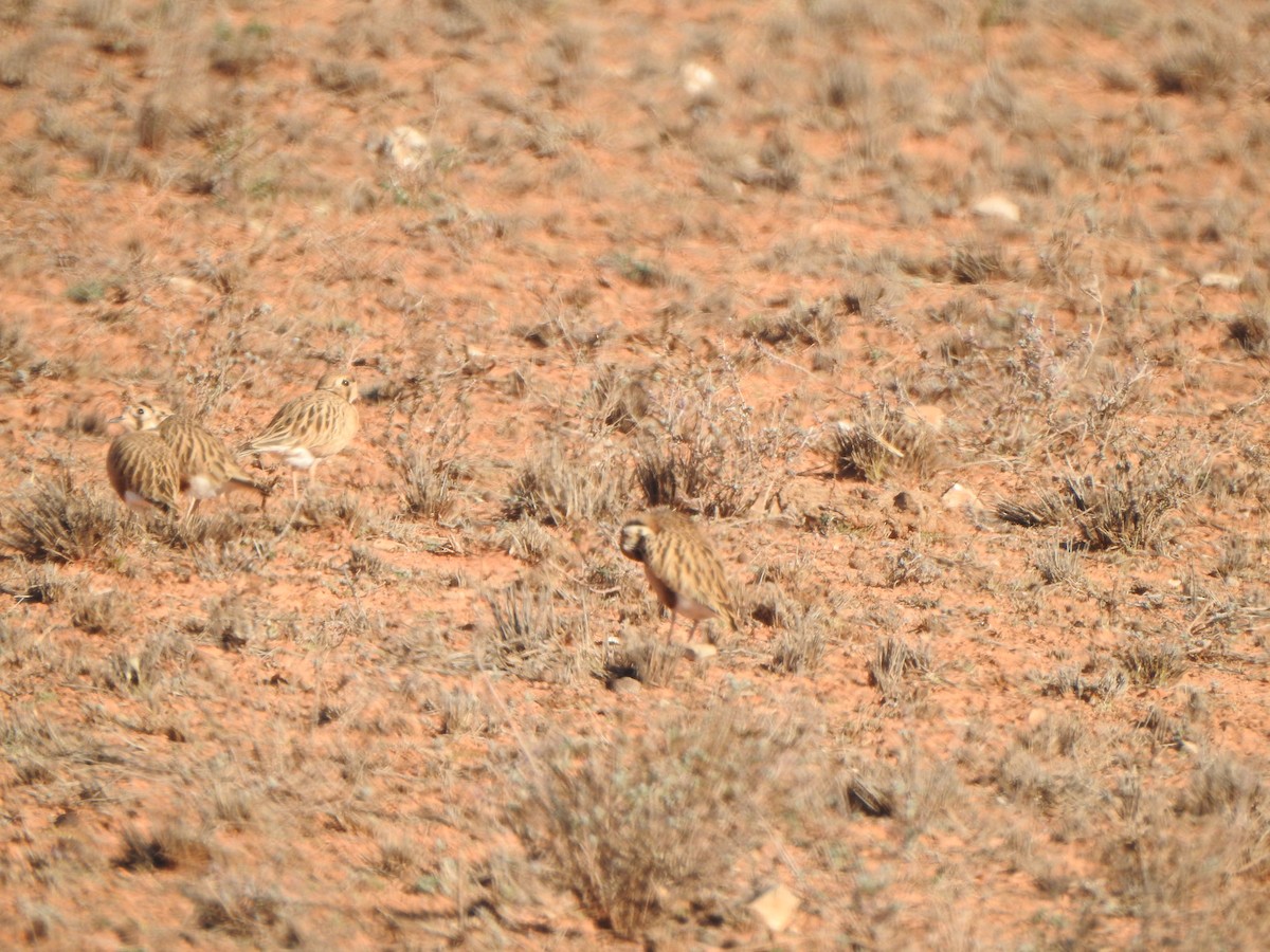 Inland Dotterel - ML383543061