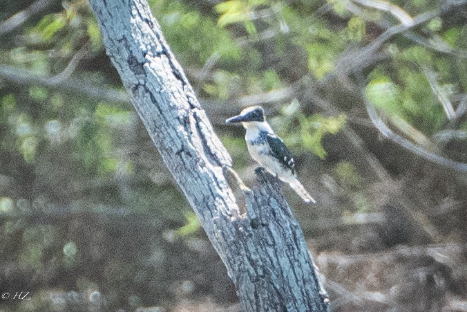 Green Kingfisher - ML383543621