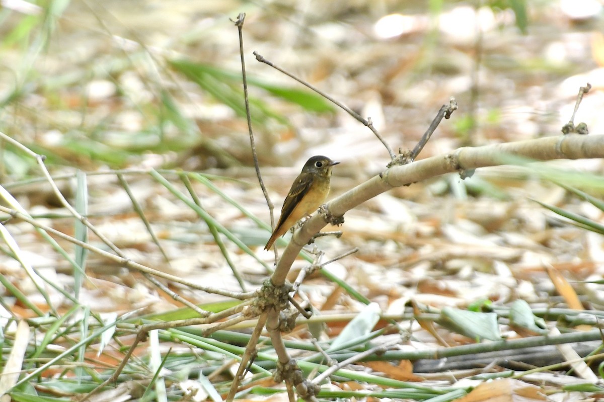 Ferruginous Flycatcher - Teeranan Tinpook