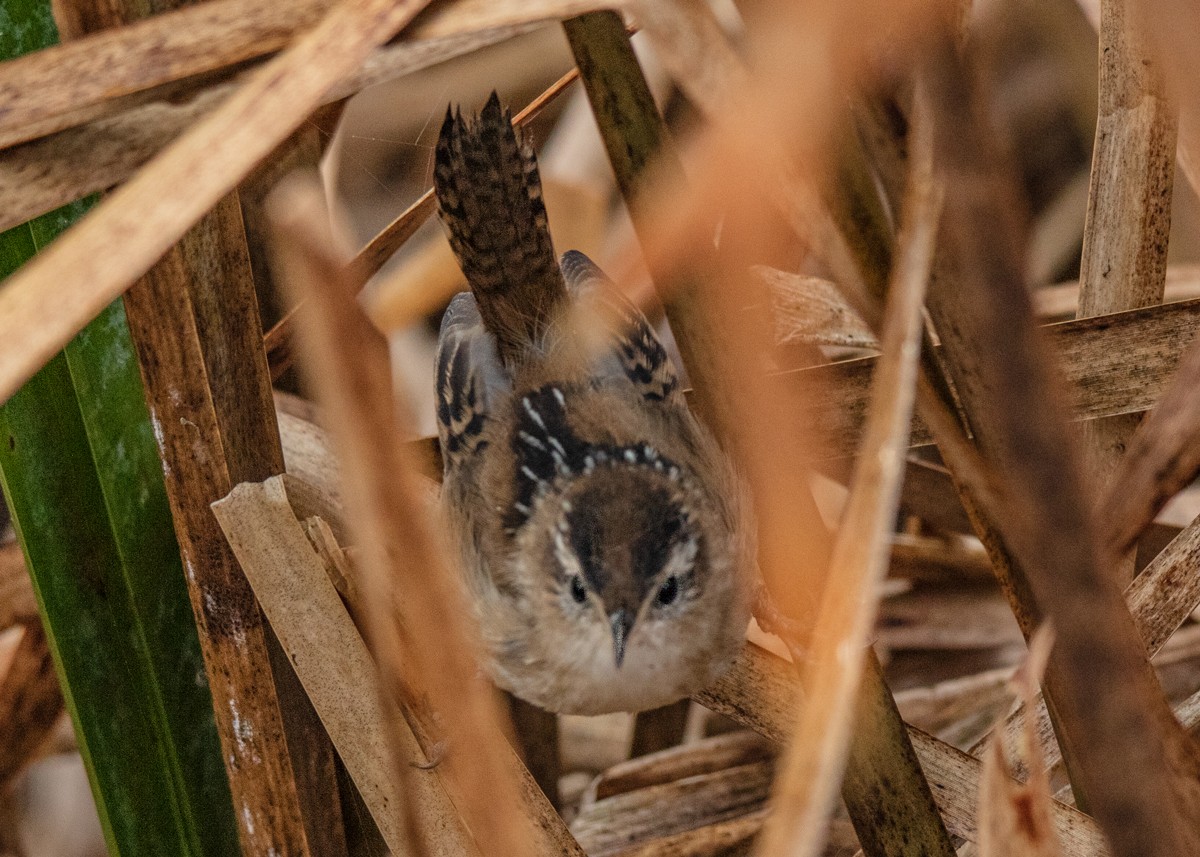 Marsh Wren - ML383545301