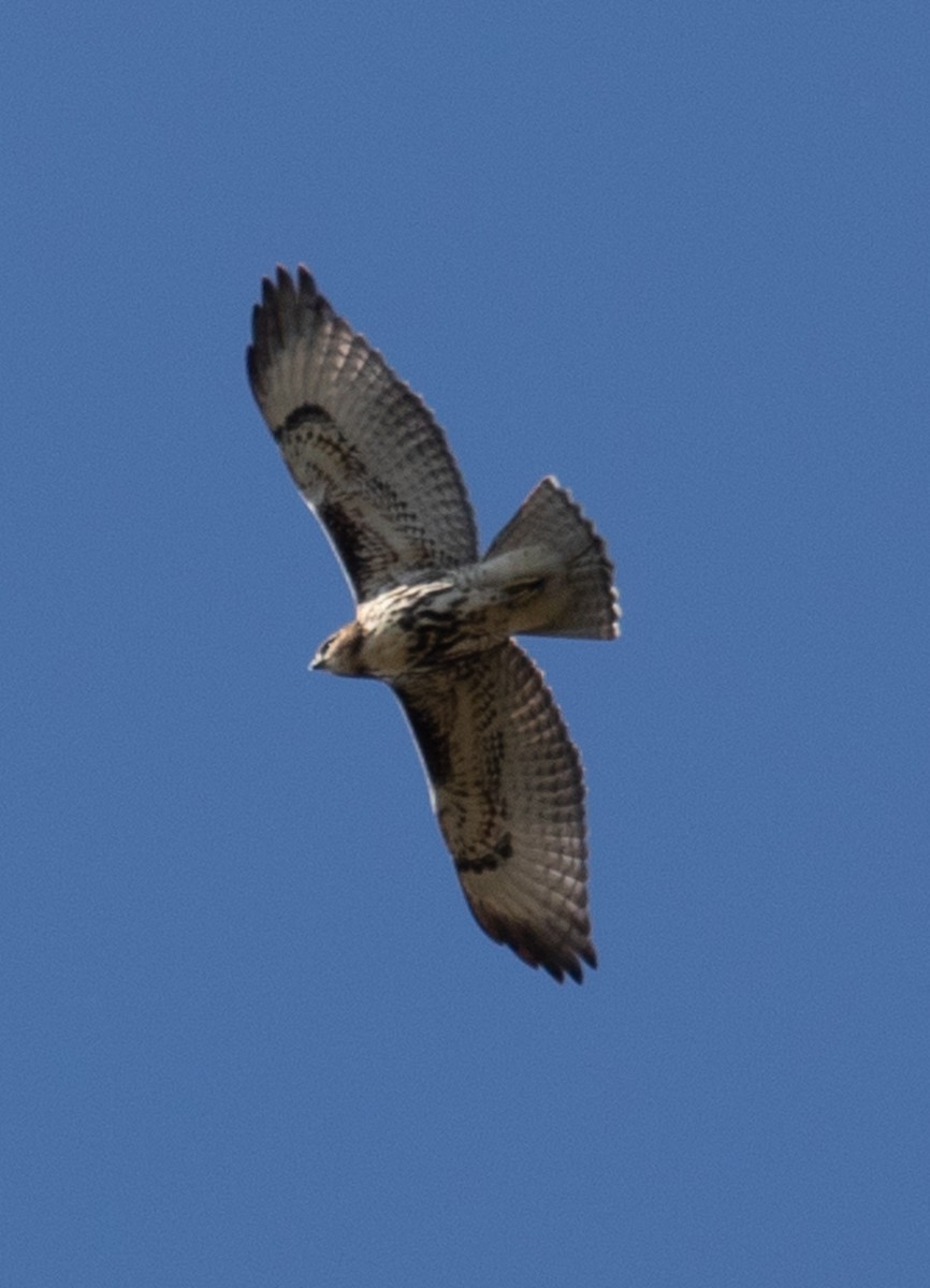 Red-tailed Hawk - ML383545581