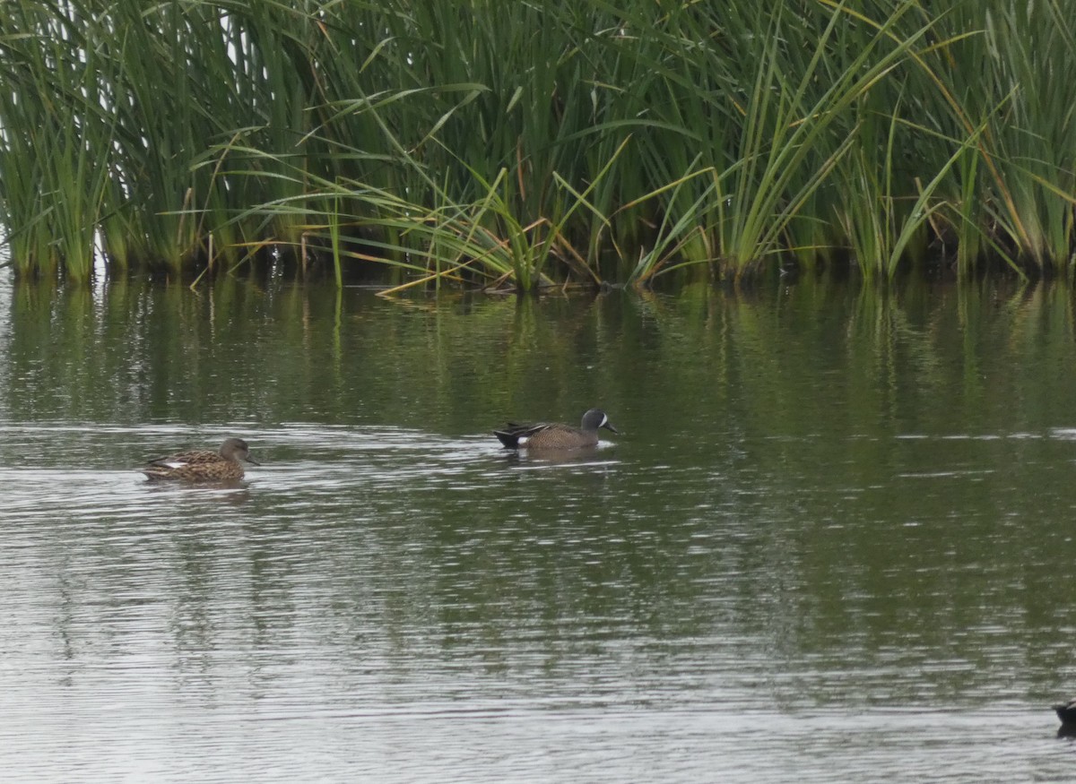 Blue-winged Teal - ML383546521