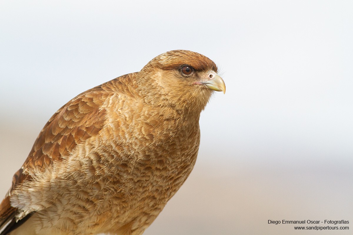 Chimango Caracara - ML383546681