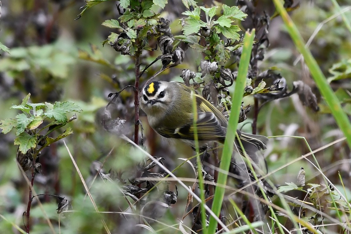 Golden-crowned Kinglet - ML383548281