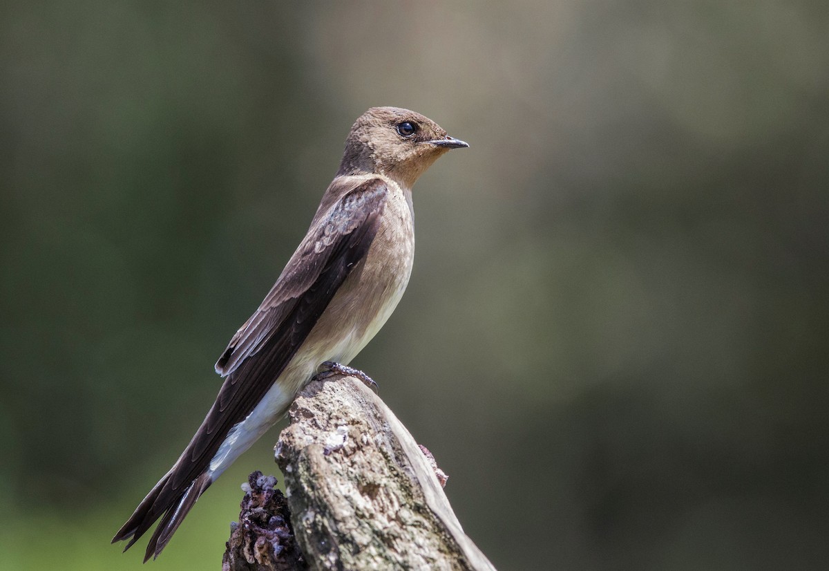 Southern Rough-winged Swallow - Joaquin Muñoz