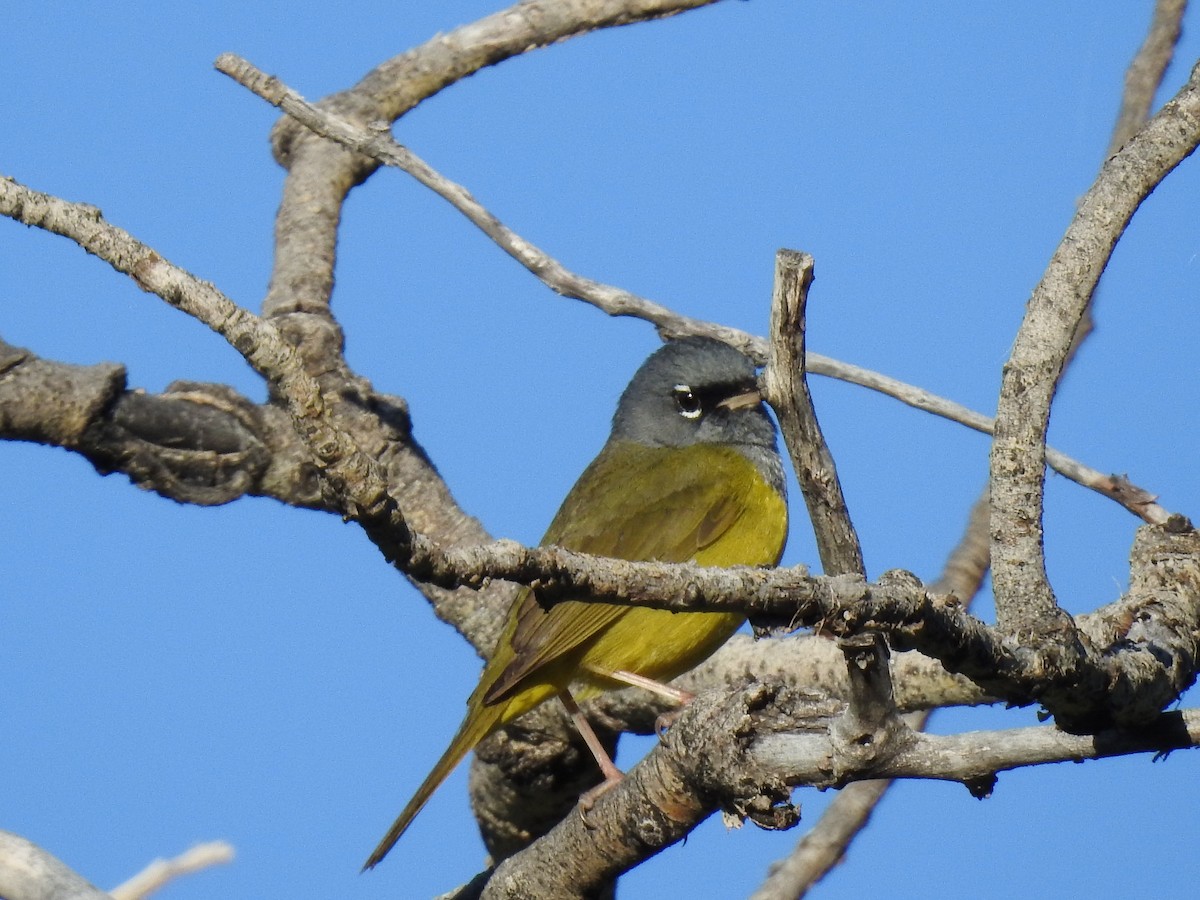 MacGillivray's Warbler - Jane Icenogle