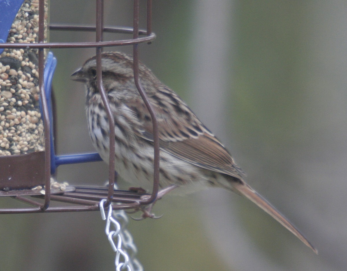 Song Sparrow - ML38355061