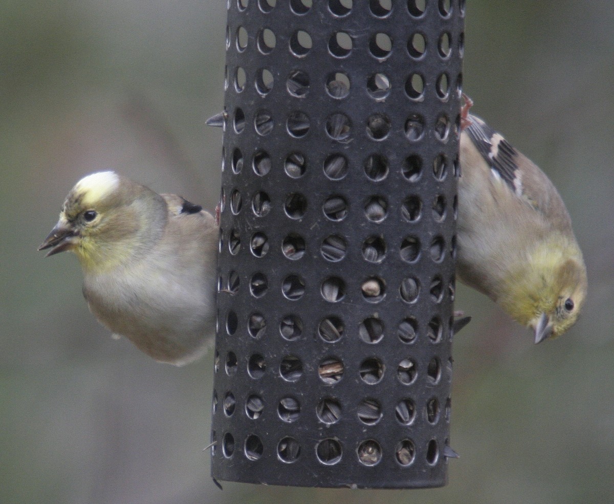 American Goldfinch - ML38355091