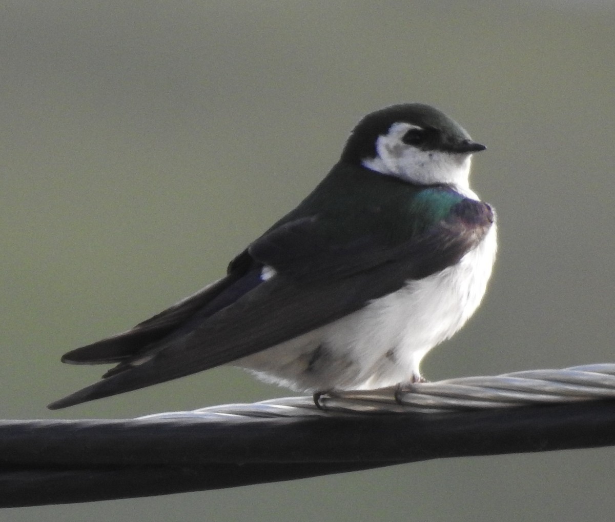Violet-green Swallow - ML383552351