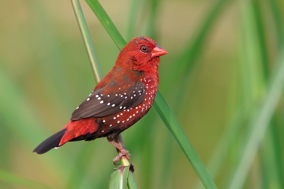 Red Avadavat (Red-bellied) - Ayuwat Jearwattanakanok