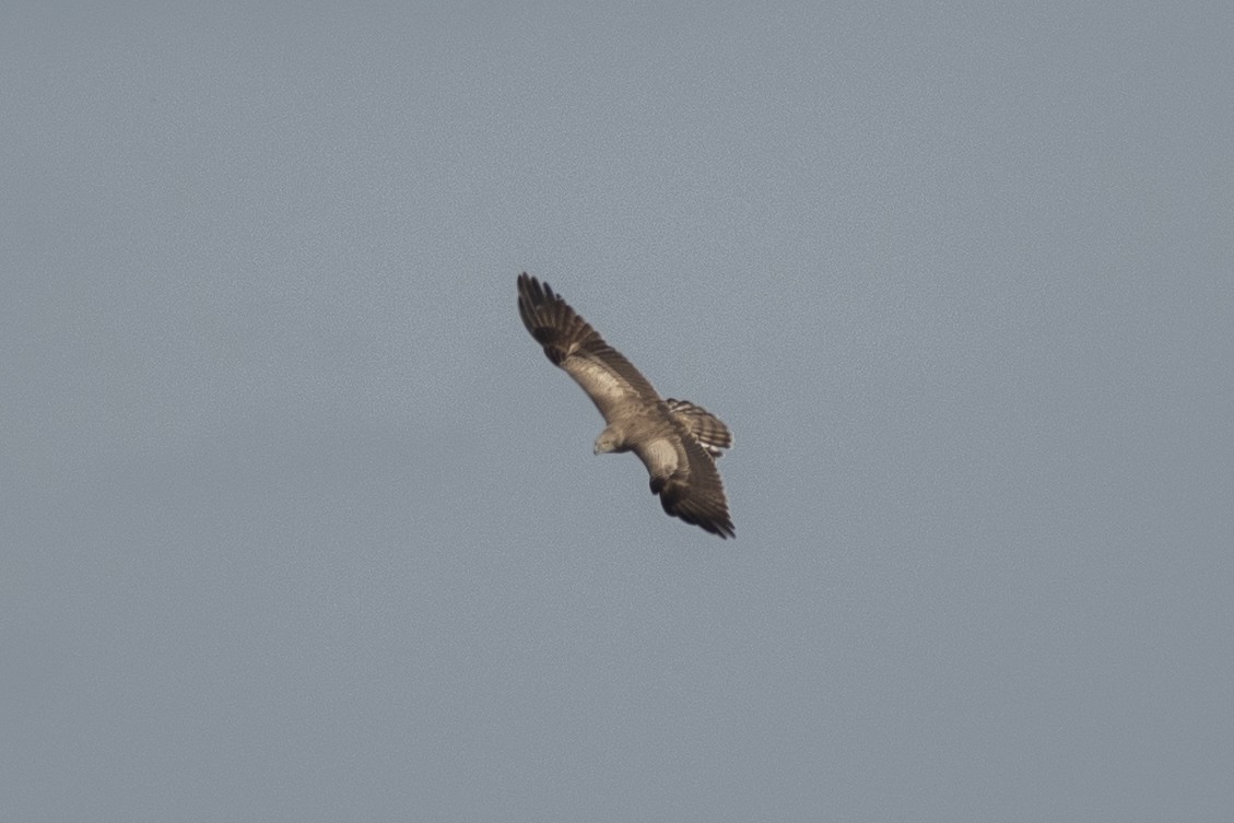 Short-toed Snake-Eagle - ML383558061