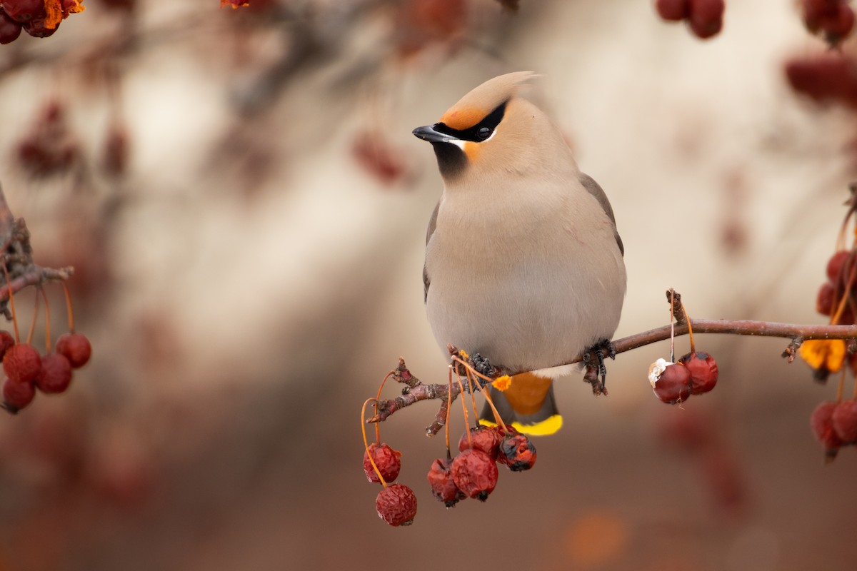 Bohemian Waxwing - Philip  Stollsteimer