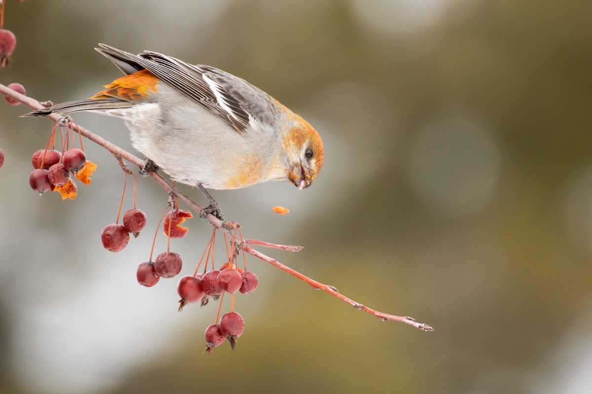 Pine Grosbeak - ML383558661