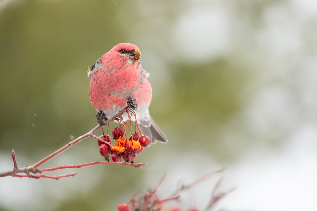 Pine Grosbeak - ML383558671