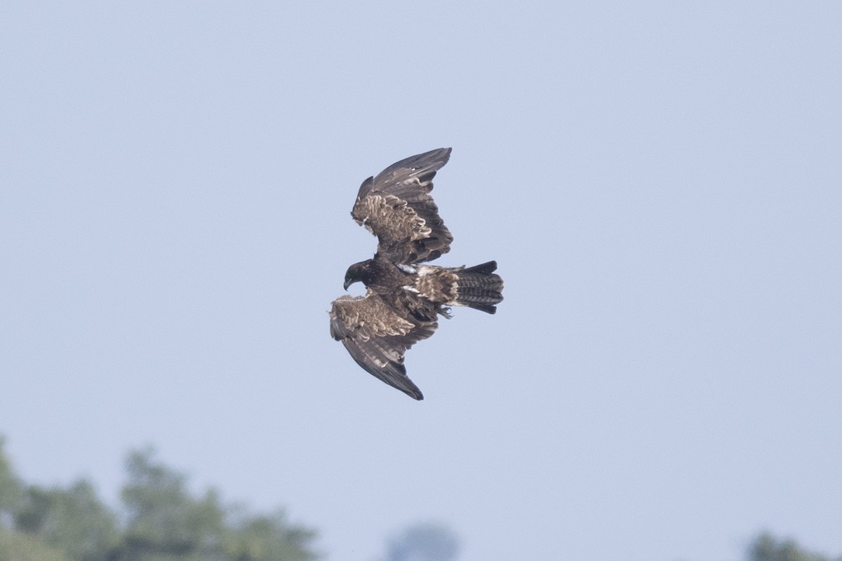 Tawny Eagle - ML383559361