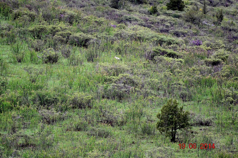 Белый ушастый фазан - ML383560981