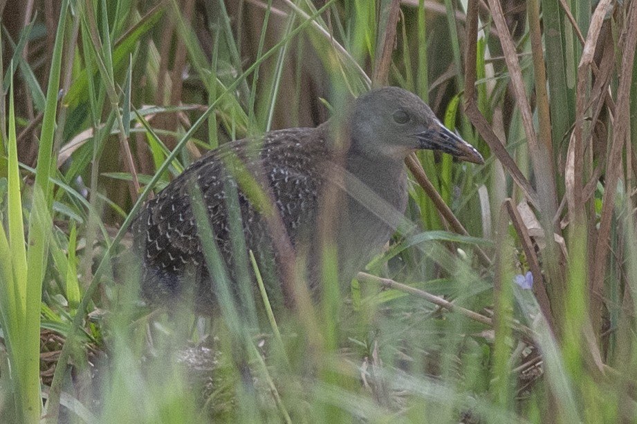 Slaty-breasted Rail - ML383561221