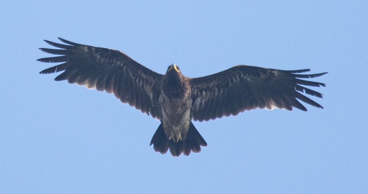 Greater Spotted Eagle - Prabhanjan Behera