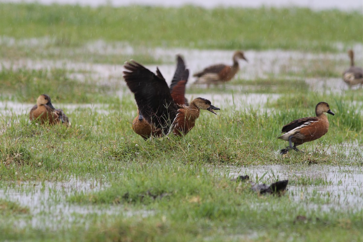 Wandering Whistling-Duck - ML38356171