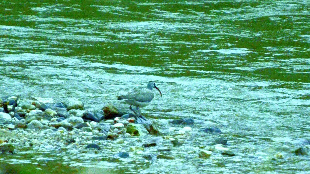 Bec-d'ibis tibétain - ML383561721