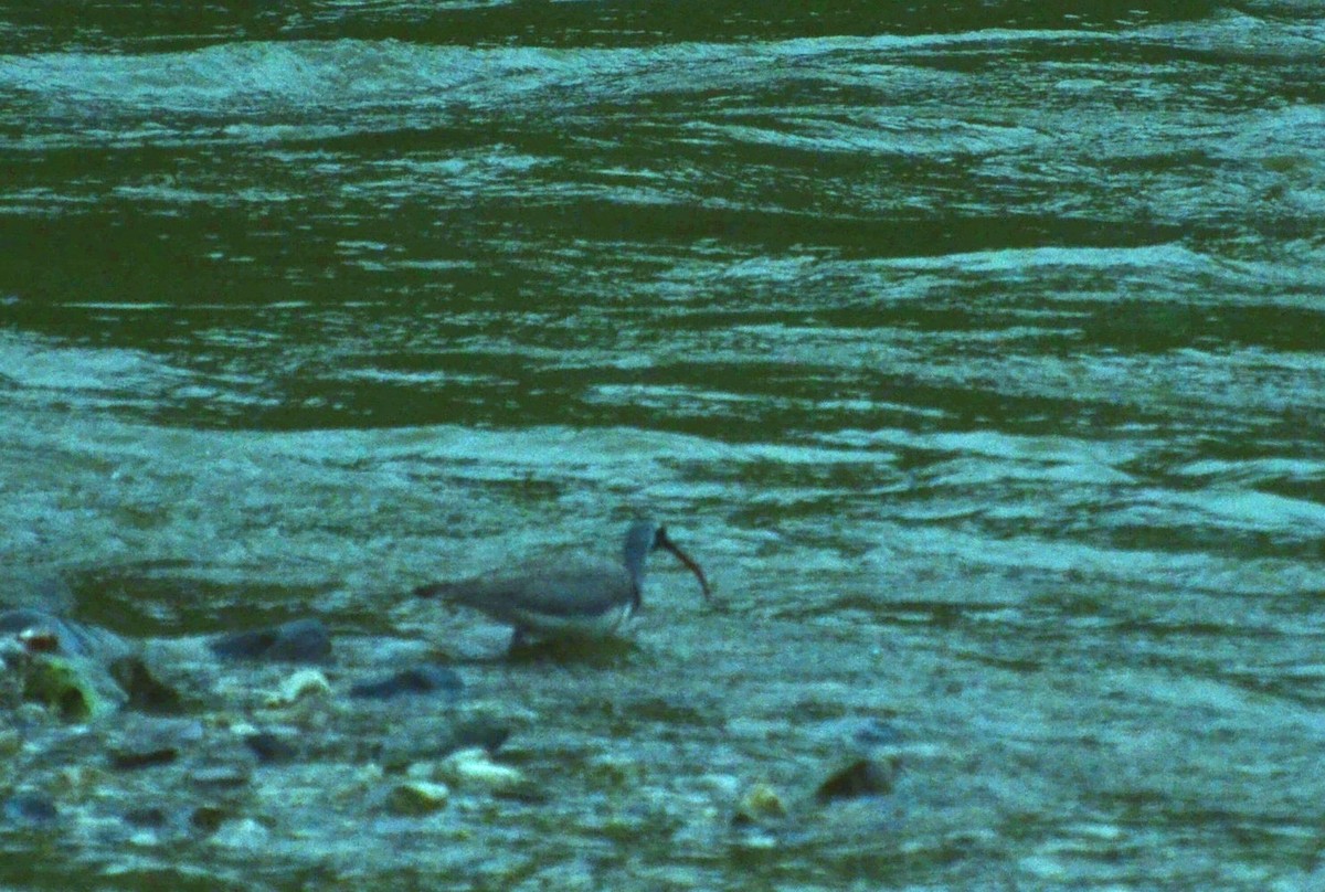 Bec-d'ibis tibétain - ML383561751