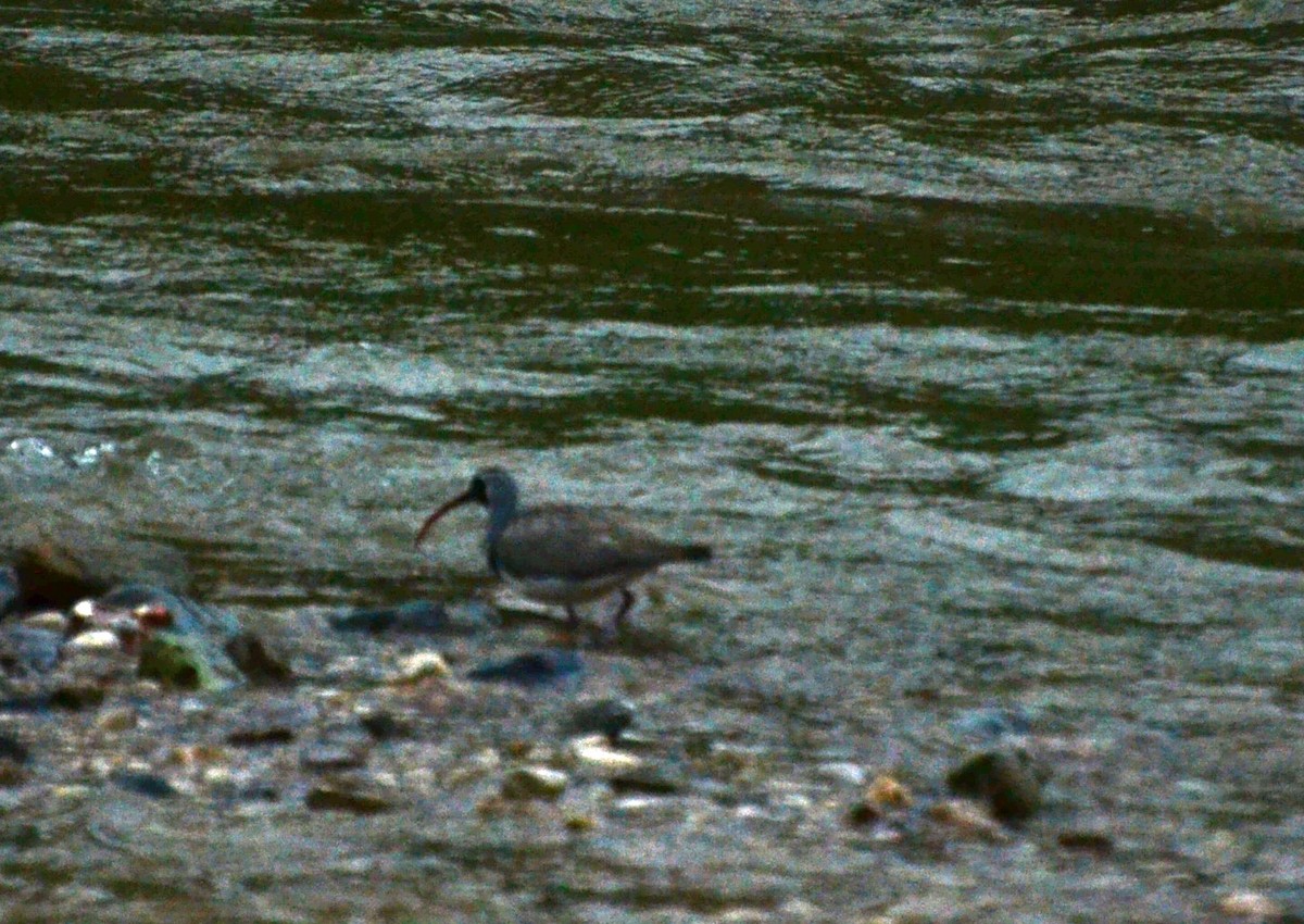 Bec-d'ibis tibétain - ML383561761