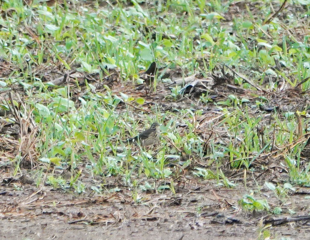 American Pipit - ML383563341