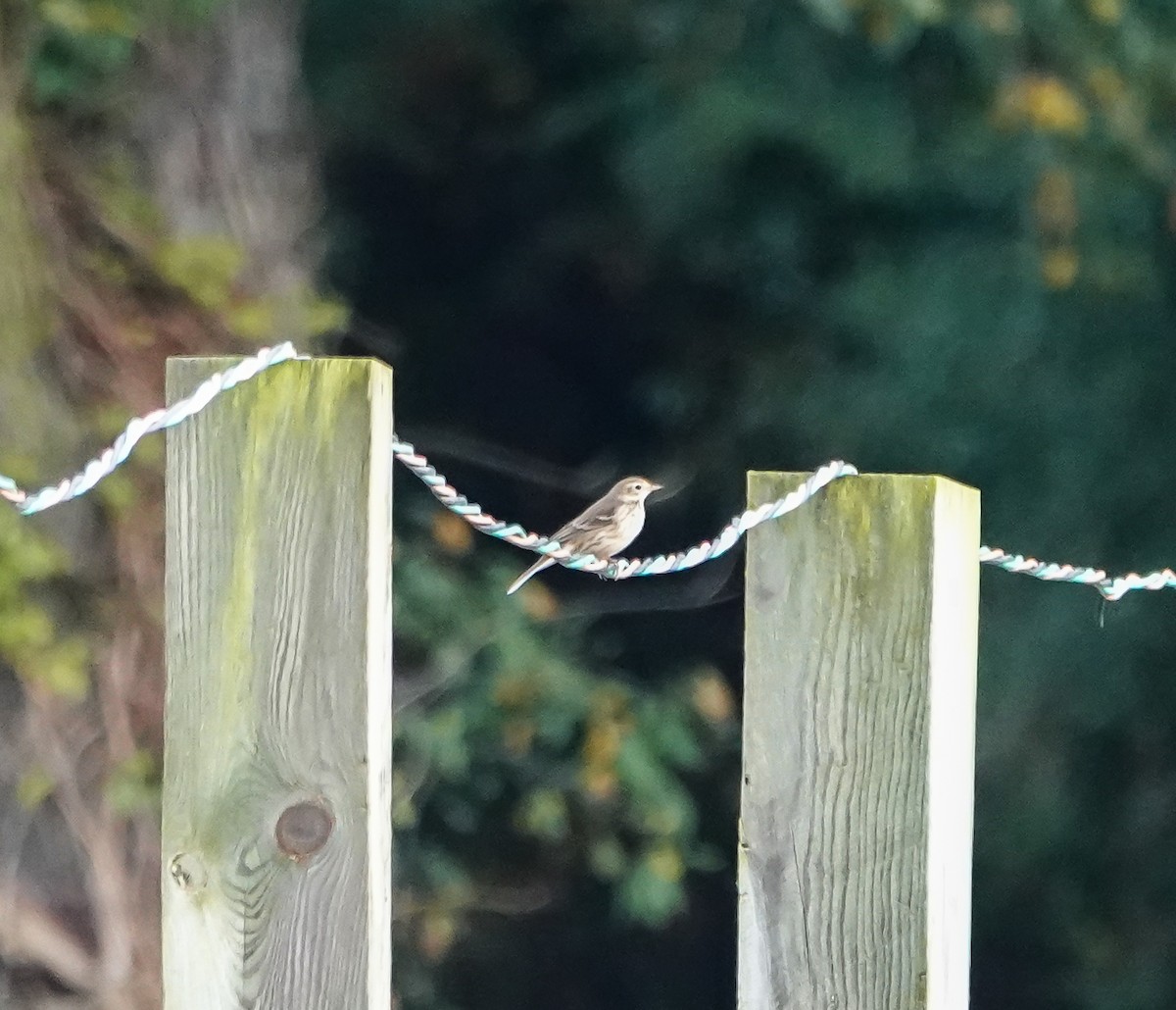 American Pipit - ML383563381