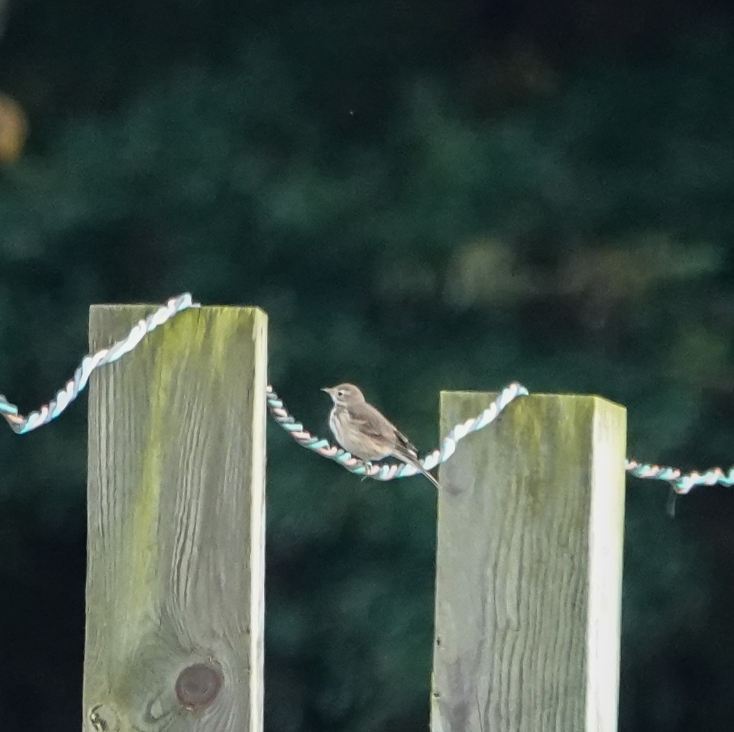 American Pipit - ML383563391