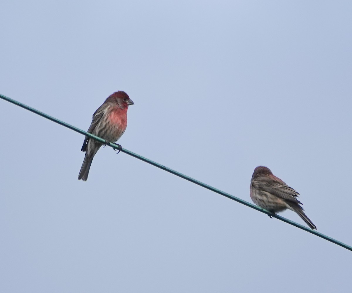 House Finch - ML383563491