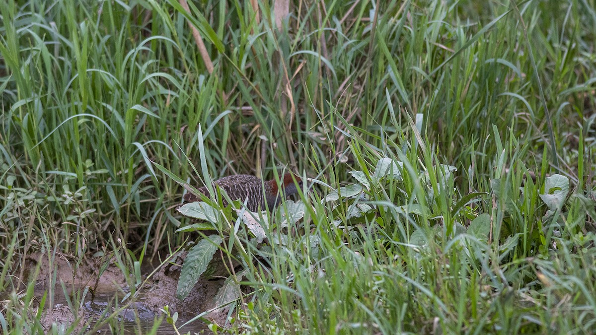 Slaty-breasted Rail - ML383563541