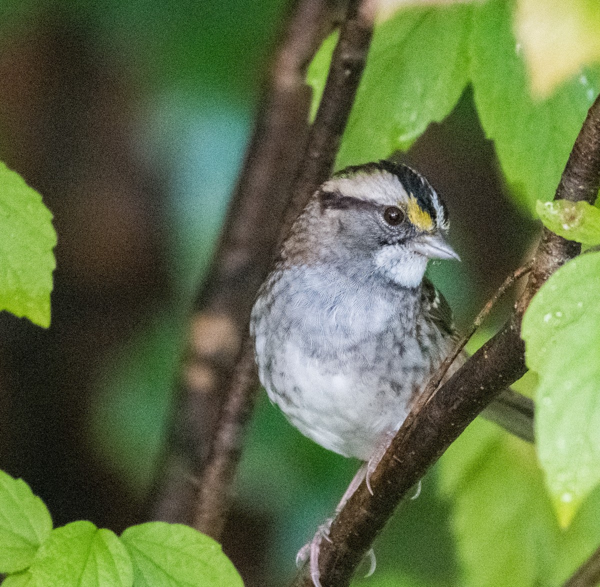 White-throated Sparrow - ML383563911
