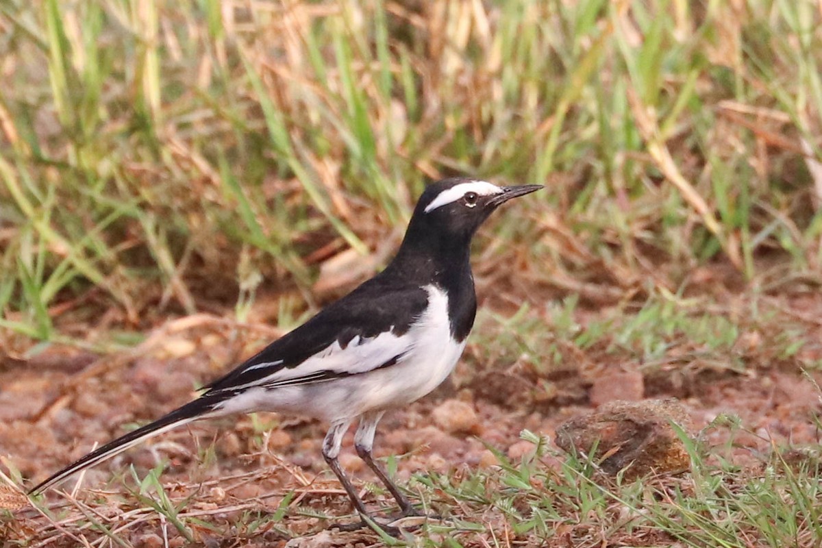 White-browed Wagtail - Srinivas S