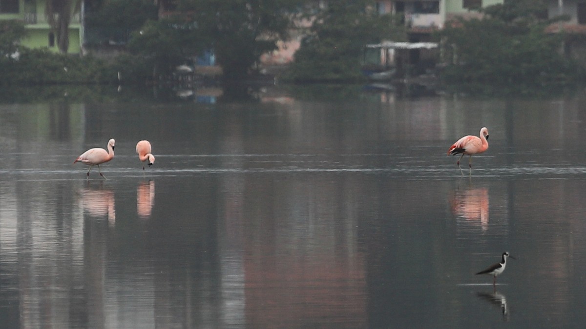 Chilean Flamingo - ML383565051