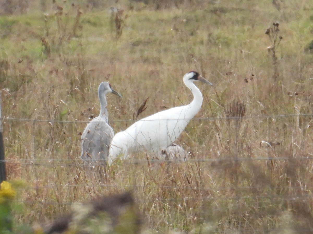 Whooping Crane - ML383566341