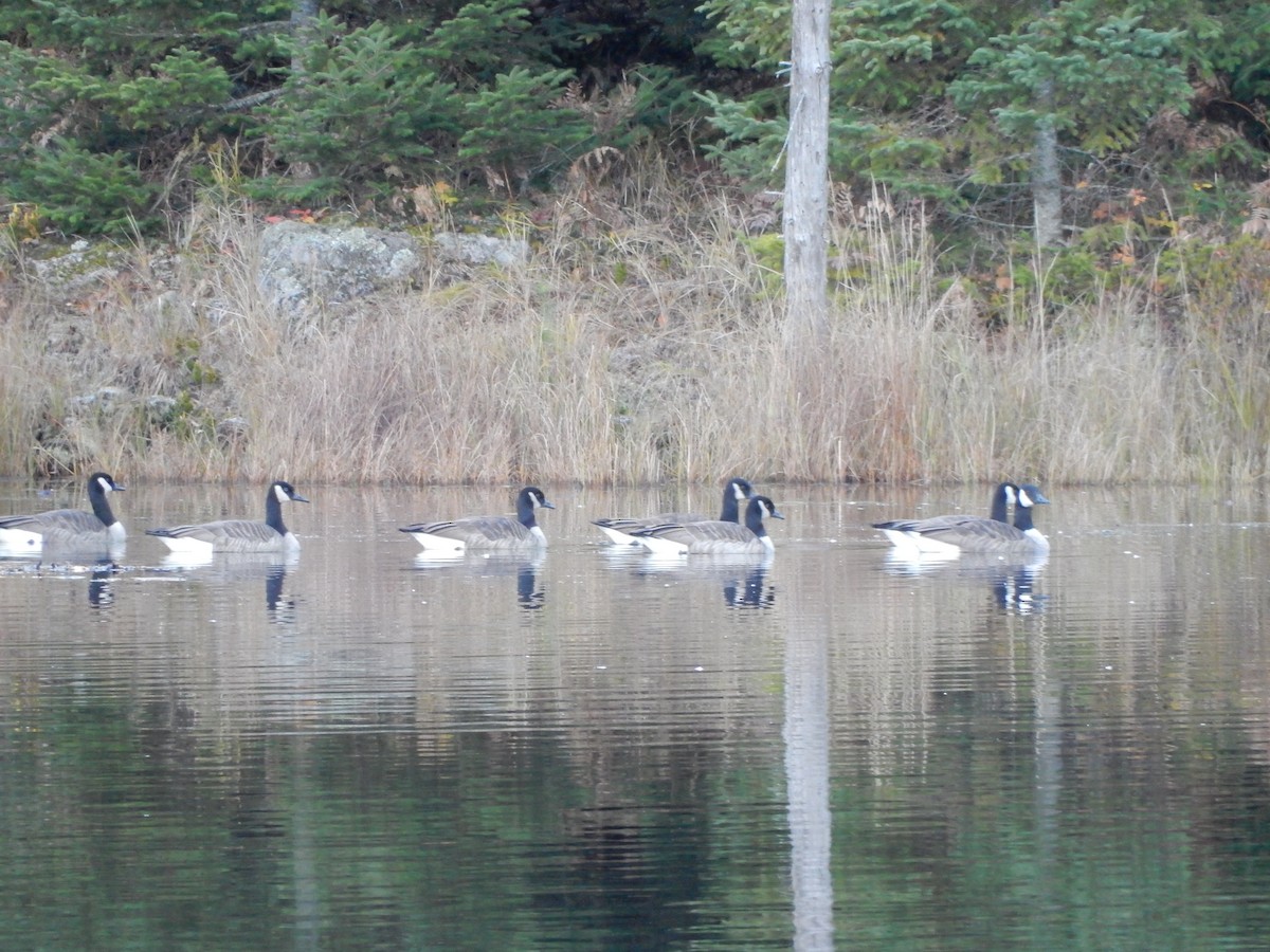 Canada Goose - ML383567301