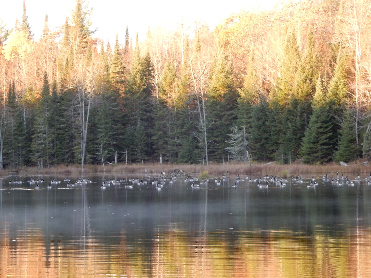 Canada Goose - ML383567311