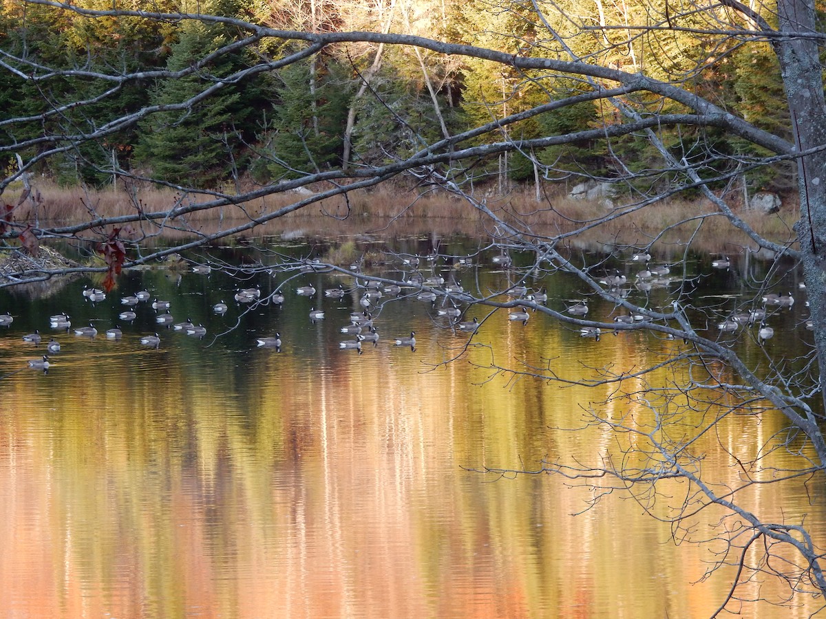 Canada Goose - ML383567321