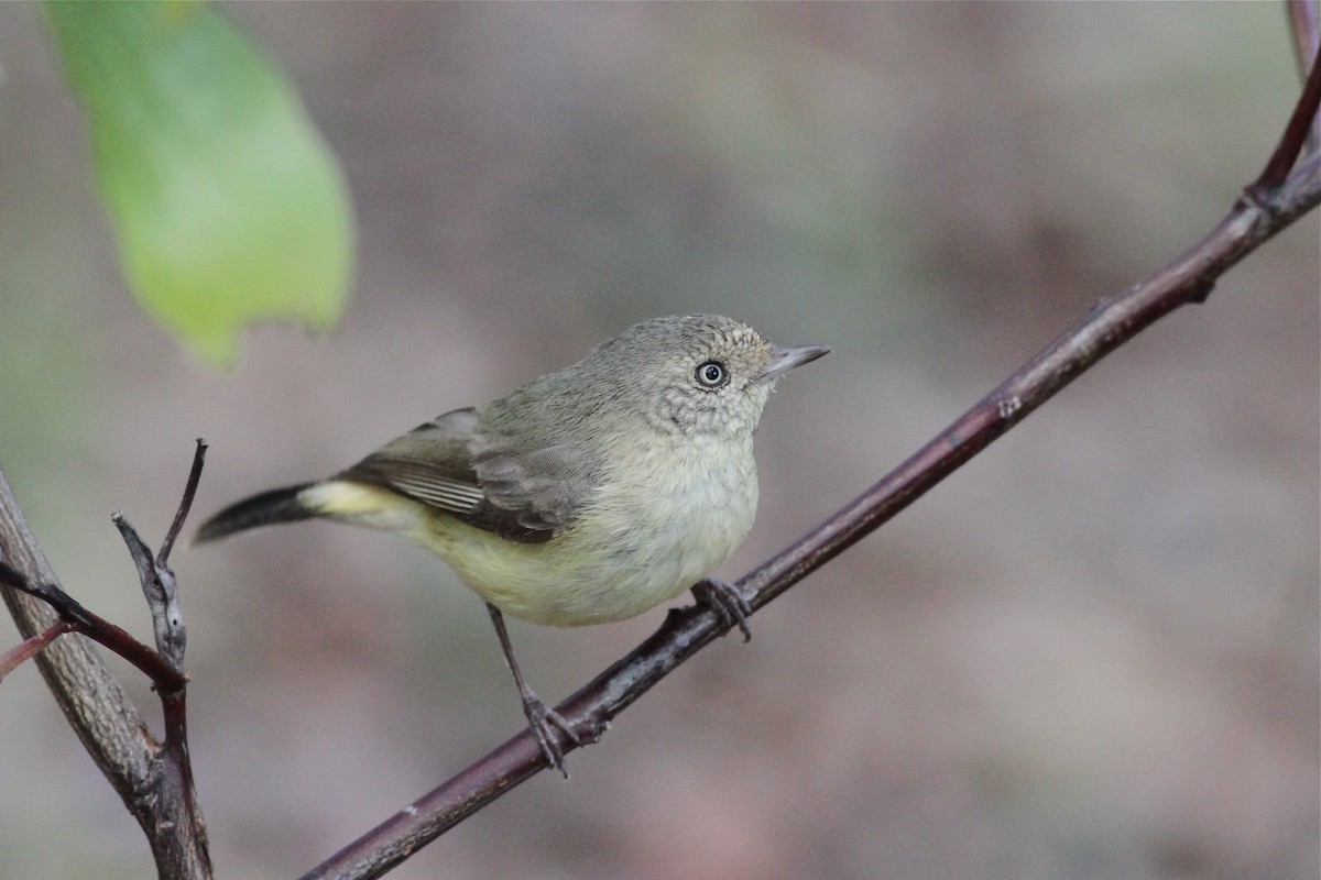 Buff-rumped Thornbill - Chris Wiley