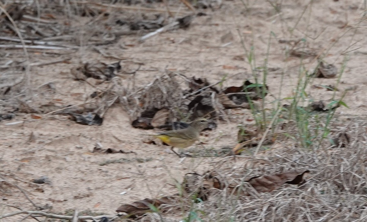 Palm Warbler - ML383567721