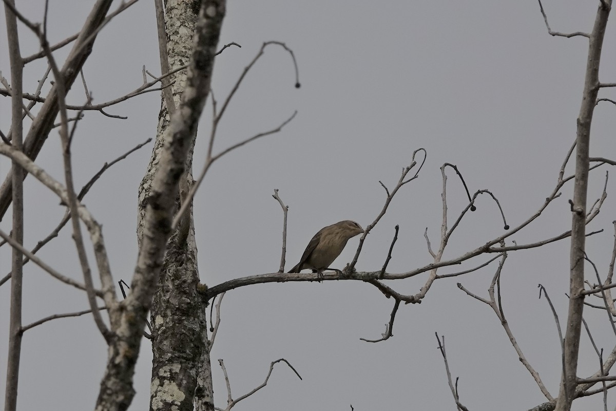 Palm Warbler - ML383567731