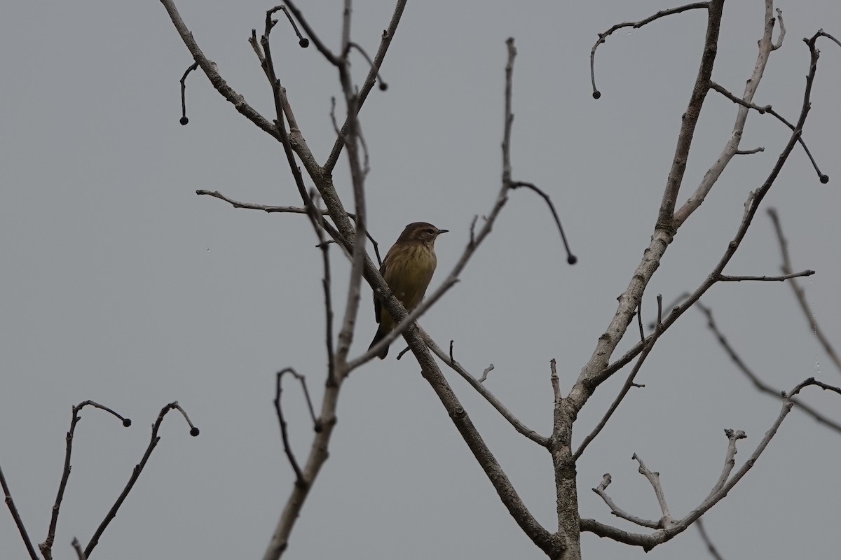 Palm Warbler - ML383567741