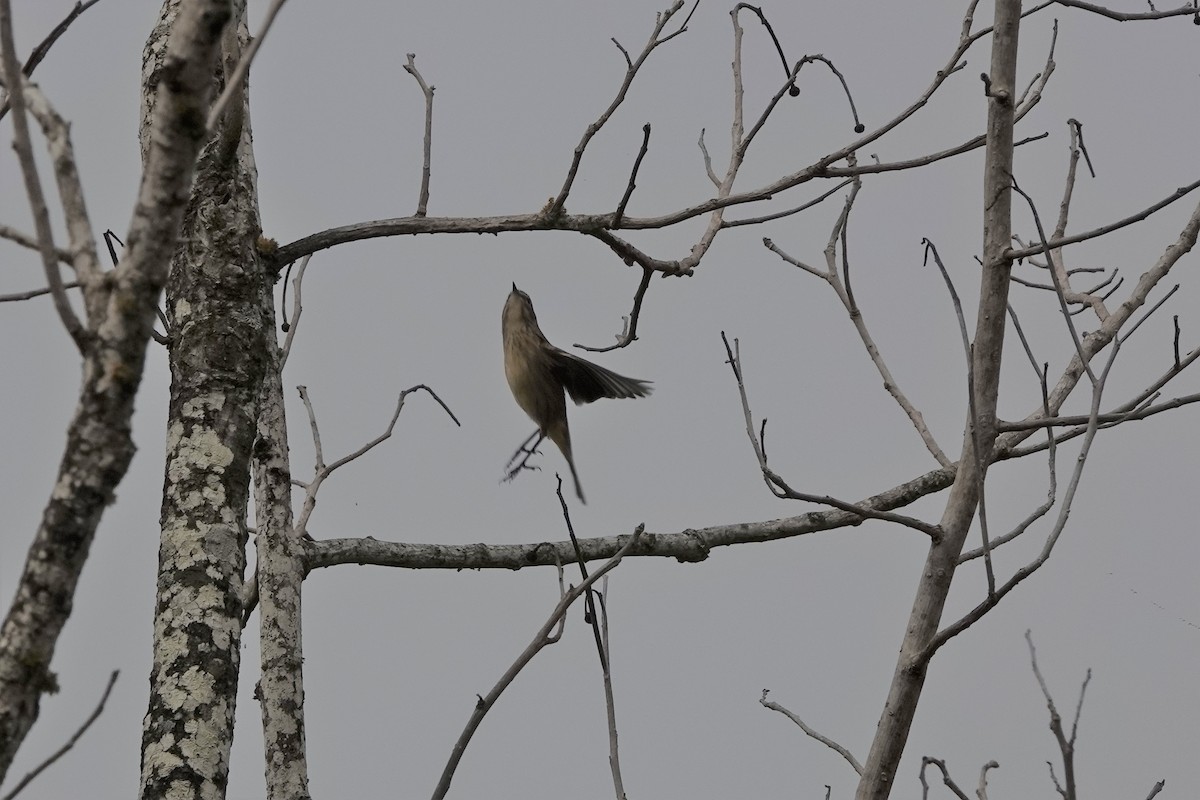 Palm Warbler - ML383567751