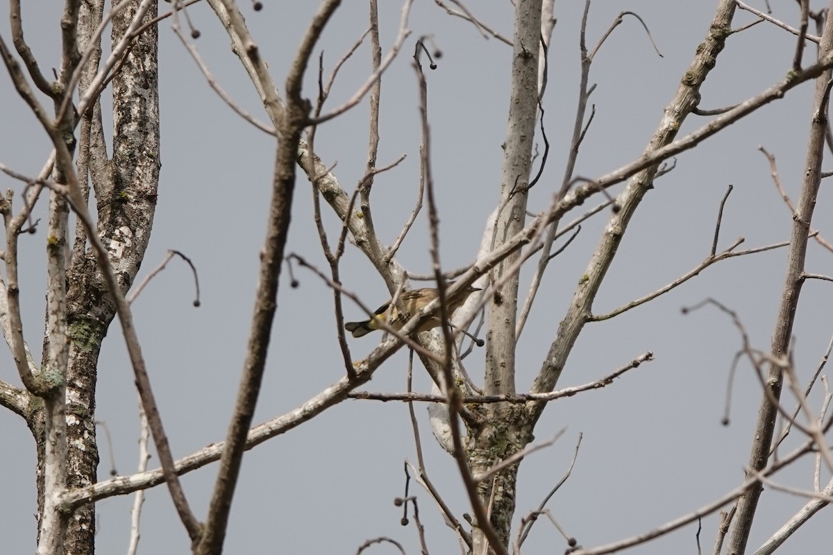Palm Warbler - ML383567761