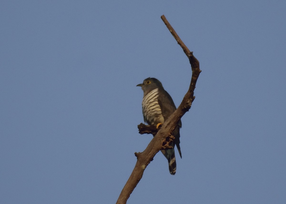 Indian Cuckoo - ML383567941