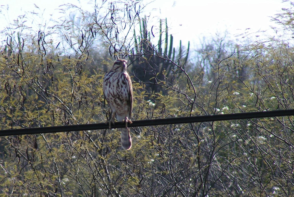 Gray Hawk - ML383568201