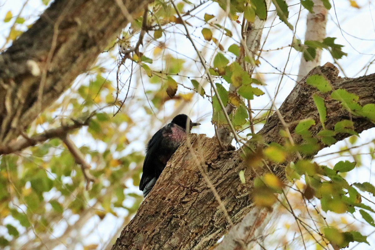 Lewis's Woodpecker - ML383568331