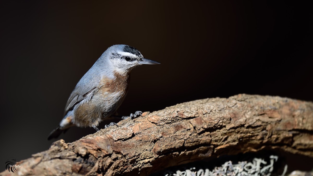 Krüper's Nuthatch - ML38356881